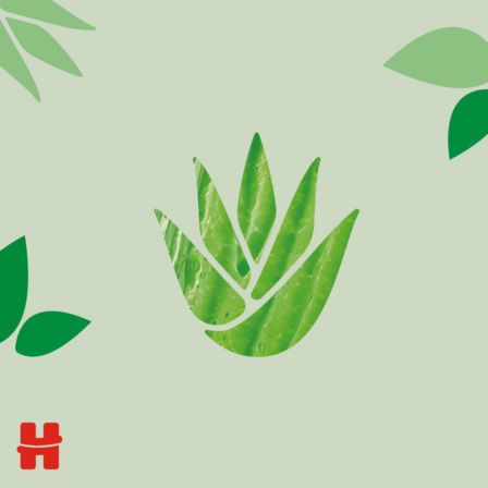 natural care - aloe vera